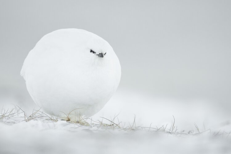 csm_Jacques_Poulard_-Snowball_bfd9d522bc